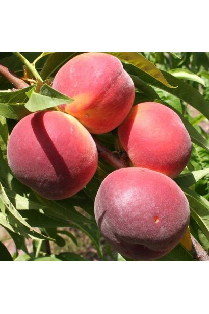 Персик Річ Мей на дереві з дозрілими плодами